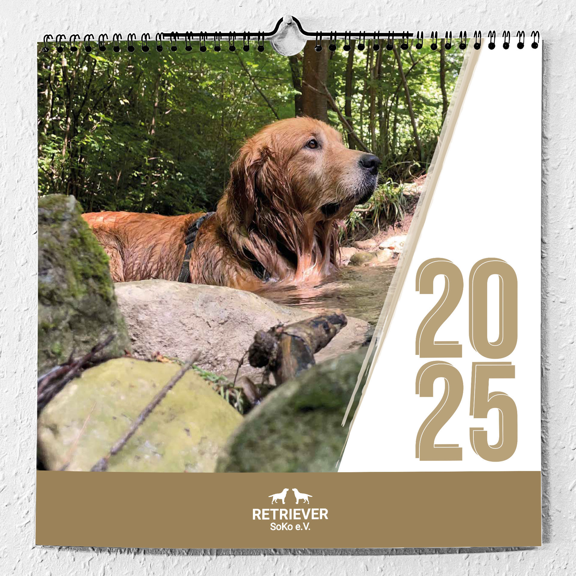 Foto-Wandkalender "Retriever Soko" 2025 (quadratisch)